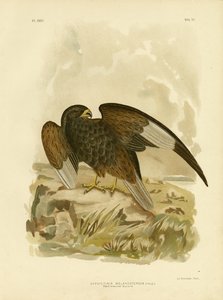 Black-Breasted Buzzard, 1891 by Gracius Broinowski